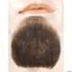 Morris 1 PT BEARD
