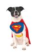 Dc Comics Pet Costume, Superman, Large