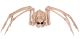 Crazy Bonez Large Skeleton Spider
