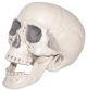 Sunstar Industries Realistic Plastic Skull