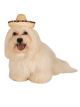 Rubies Pet Sombrero Hat With Multicolor Trim, Small/Medium