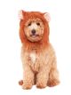 Rubies Lions Mane Costume Accessory For Pets, Medium/Large, Multicolor