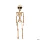 Morris ALIEN SKELETON DECORATION