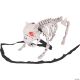 Morris BARKING DOG SKELETON