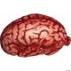 Morris BRAIN DECORATION