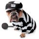 Zelda Wisdom 639 z Ador a bull onn dogs size L