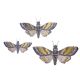 Darice Wall Decor Martha Stewart Crafts Moth Decorations Gold Foil and