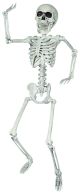 24 inches Skeleton