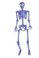 Ghostly Life Size Skeleton 5 inches Black Light