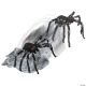 Morris JUMPING SPIDER
