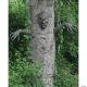 Morris LIVING TREE DECOR
