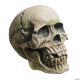 Morris ROTTING SKULL