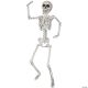 Morris SKELETON 24 IN.