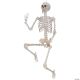 Morris SKELETON TITAN