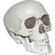 Morris SKULL W MOVABLE LOWER JAW