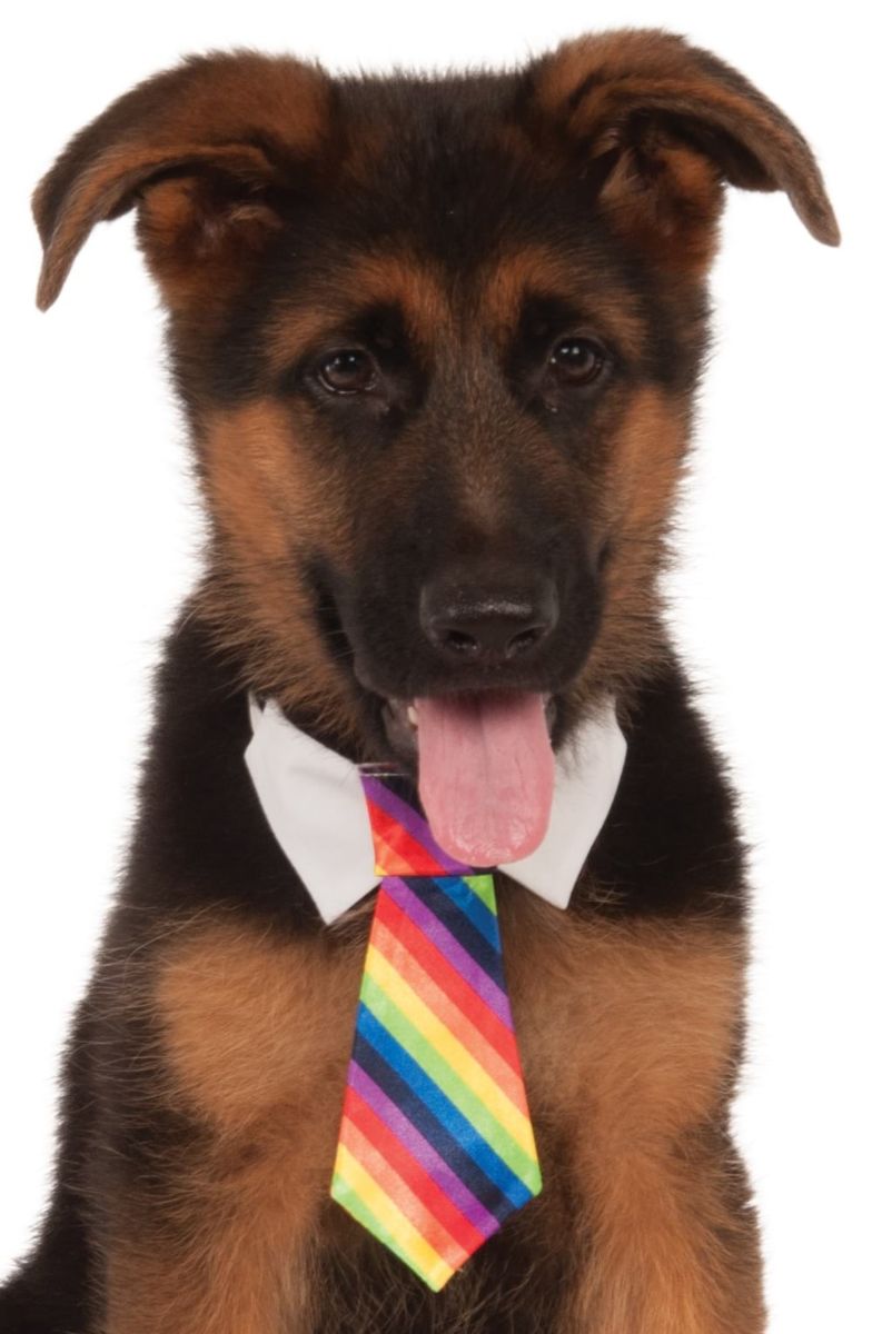 Rainbow Tie Pet Costume Extra Large