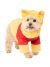Rubies Disney Winnie The Pooh Pet Costume, Winnie, X-Large